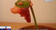 吃东西的捕蝇草Charlie