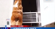 一大波柯基宝宝来袭 萌炸了