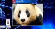 今日最TOP