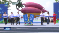 澄邁第十一屆橋頭地瓜文化節活動舉辦 助力鄉村振興