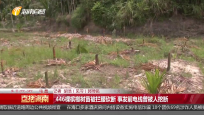 446棵檳榔樹苗被攔腰砍斷 事發前電線曾被人挖斷